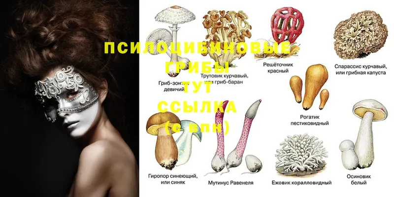 купить наркотики сайты  Нахабино  Псилоцибиновые грибы MAGIC MUSHROOMS 